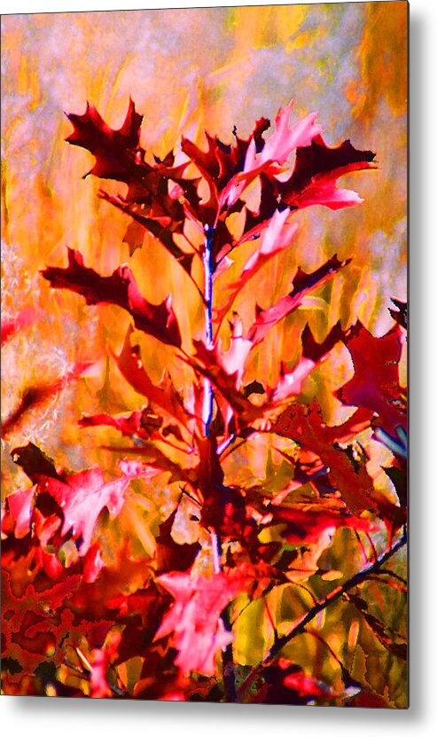 Autumn Metal Print featuring the digital art Red Oak by Steve Karol