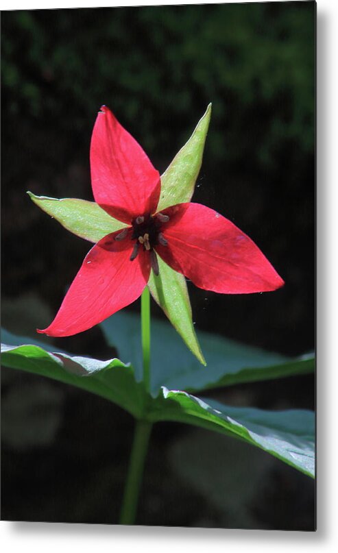 Wildflower Metal Print featuring the photograph Red Trillium Wildflower by John Burk