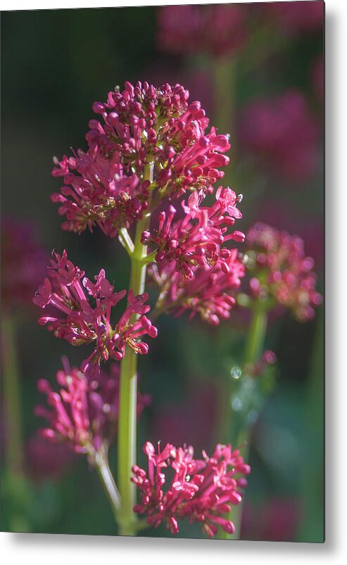May Arboretum Metal Print featuring the photograph Red Valerian by Rick Mosher