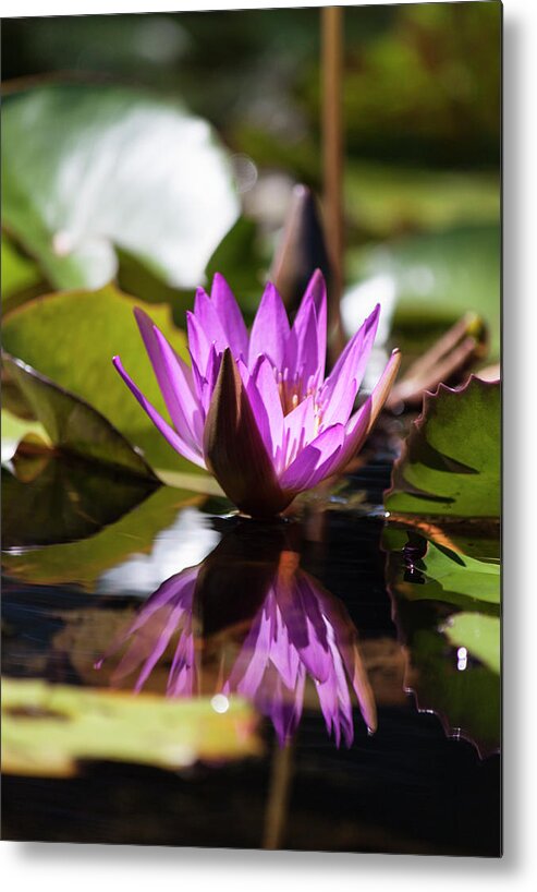 Photograph Metal Print featuring the photograph Reflection in Fuchsia by Suzanne Gaff