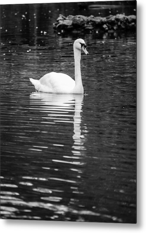 Lake Metal Print featuring the photograph Reflection of a white swan 2 by AM FineArtPrints
