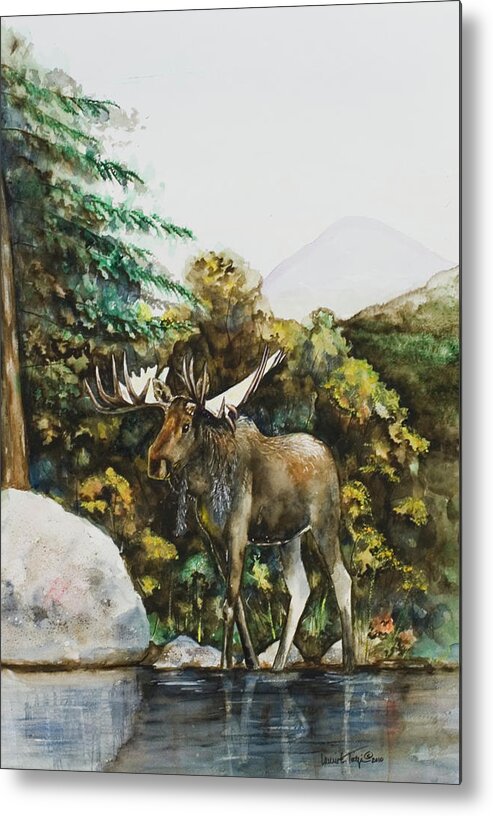 Watercolor Metal Print featuring the painting Rocky Mountain Moose by Laurie Tietjen