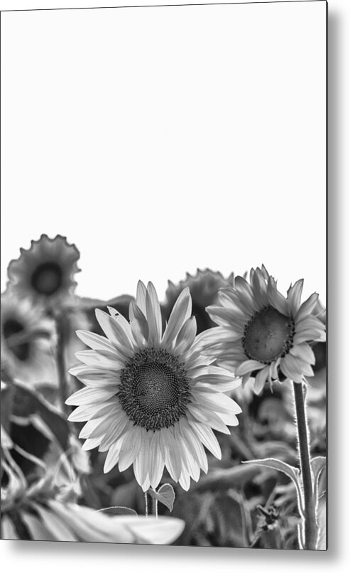 Black And White Metal Print featuring the photograph Room to Grow by Christi Kraft