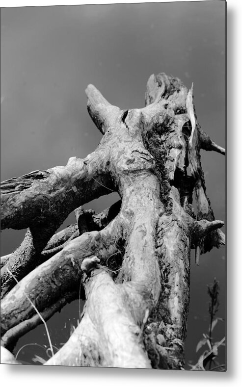 Black And White Metal Print featuring the photograph Roots by Edward Myers