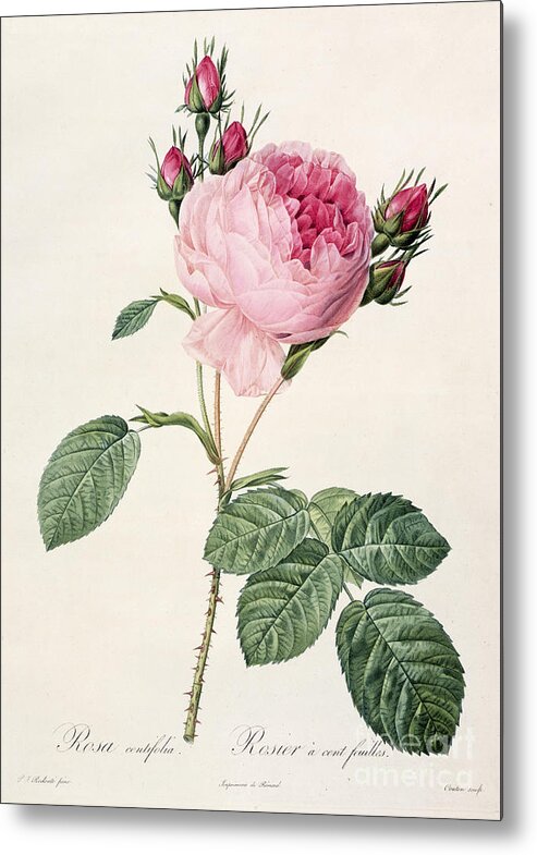 Rosa Metal Print featuring the drawing Rosa Centifolia by Pierre Joseph Redoute