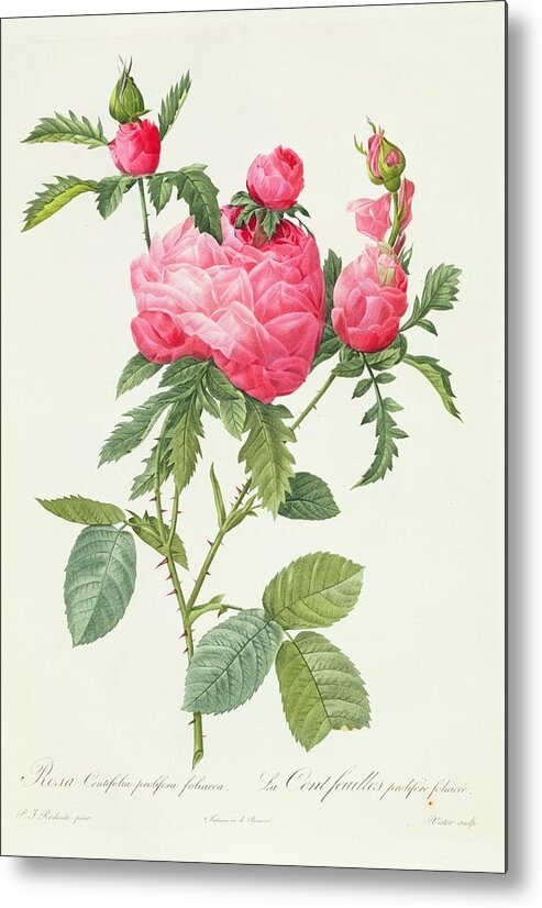 Rosa Metal Print featuring the drawing Rosa Centifolia Prolifera Foliacea by Pierre Joseph Redoute