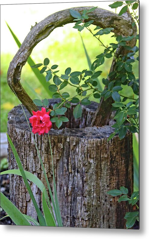 Rose On Wood Metal Print featuring the photograph Rose on Wood by PJQandFriends Photography