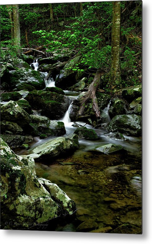 Shenandoah National Park Metal Print featuring the photograph Rose River by C Renee Martin