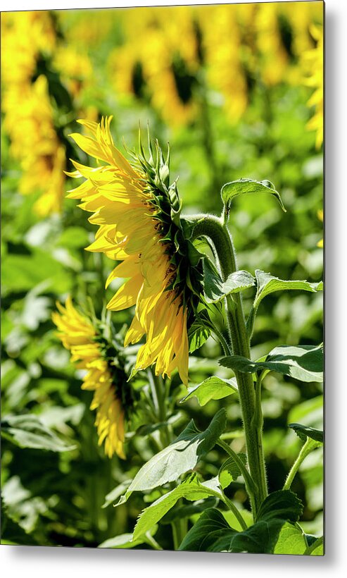 Agriculture Metal Print featuring the photograph Rows of Sunflowers by Teri Virbickis