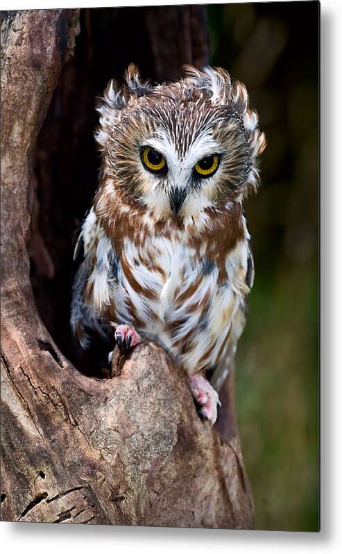 Owl Metal Print featuring the photograph Saw-whet Owl by Wade Aiken