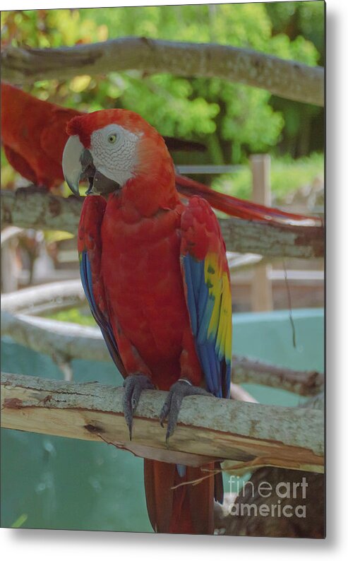 Maccaw Metal Print featuring the photograph Scarlet Macaw by Judy Hall-Folde