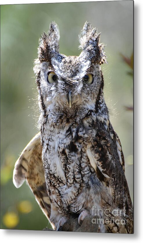 Owl Metal Print featuring the photograph Screech Owl by Amy Porter
