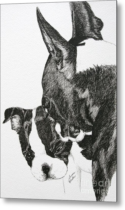 Boston Terrier Metal Print featuring the drawing Secrets by Susan Herber