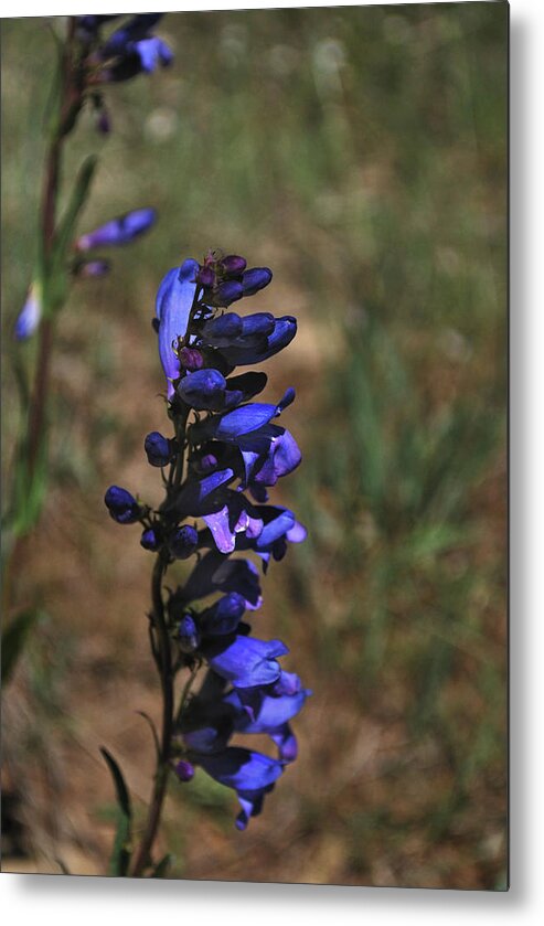 Nature Metal Print featuring the photograph Shocking Blue by Ron Cline