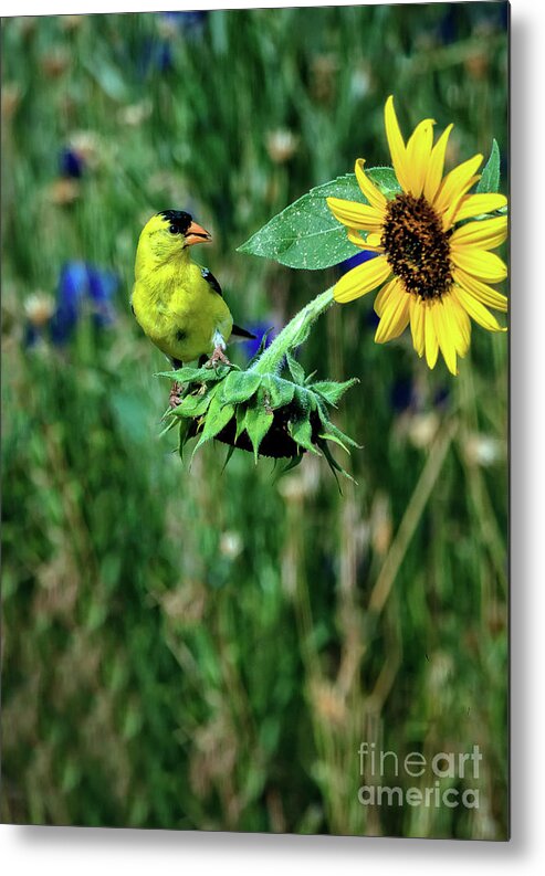 Male Metal Print featuring the photograph Should I by Robert Bales