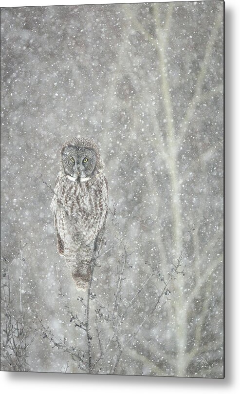 Owl Metal Print featuring the photograph Silent Snowfall Portrait II by Everet Regal