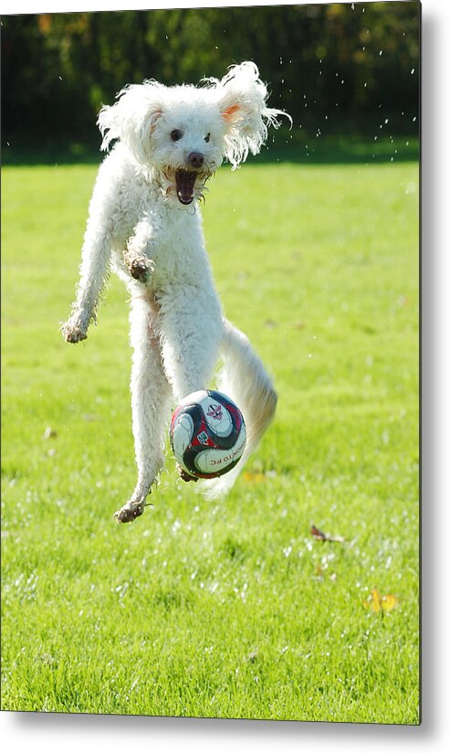 Soccer Metal Print featuring the photograph Soccer Dog-5 by Steve Somerville