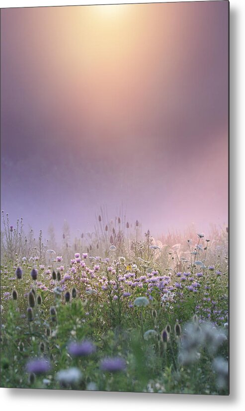 Wildflowers Metal Print featuring the photograph Soft Light by Rob Blair