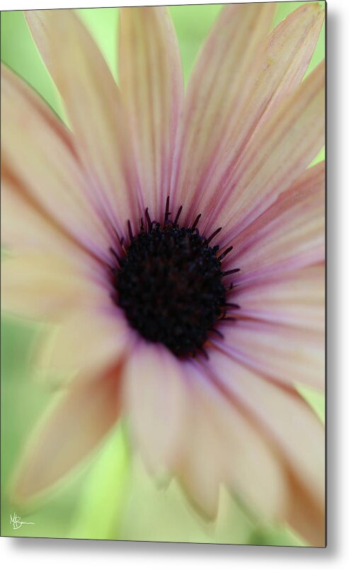 Flower Metal Print featuring the photograph Softly Spoken by Mary Anne Delgado