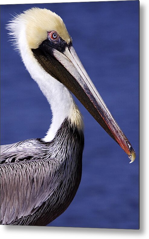 Southport Metal Print featuring the photograph Southport Pelican 2 by Nick Noble