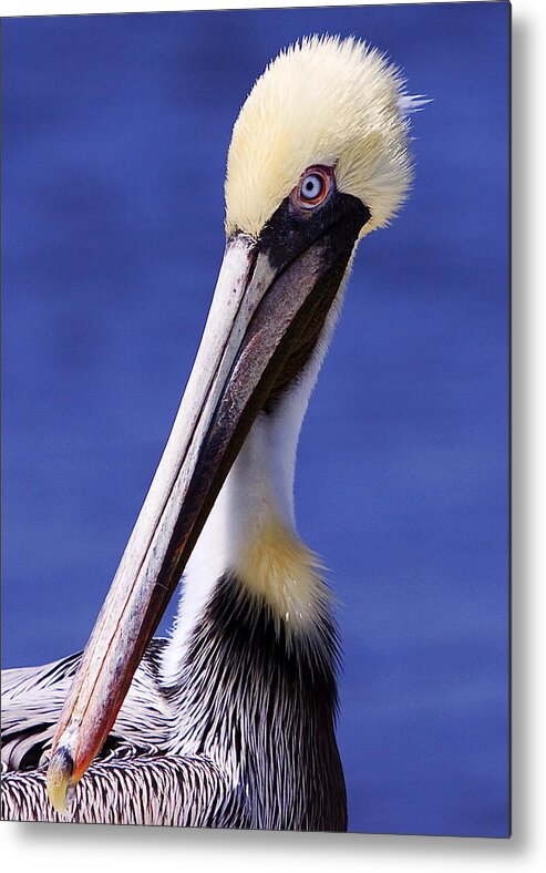 Southport Metal Print featuring the photograph Southport Pelican by Nick Noble