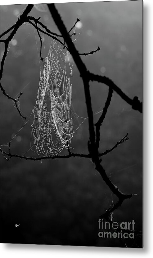 Maine Metal Print featuring the photograph Spider Web Covered in Dew by Alana Ranney