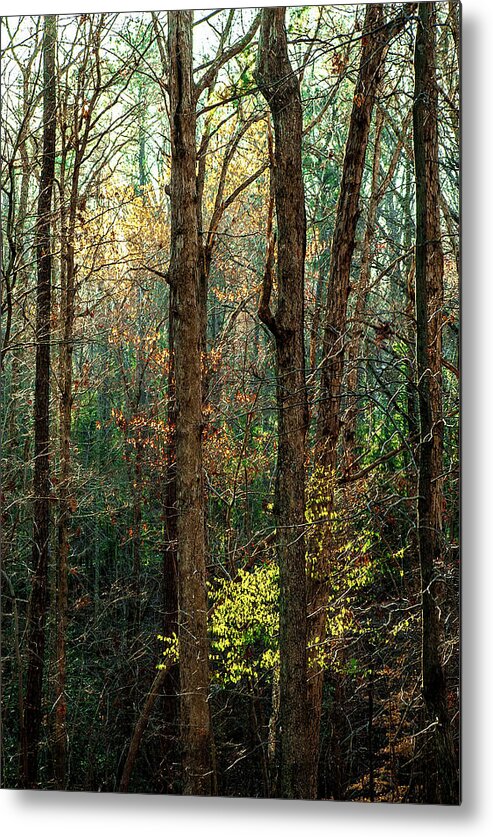 Alexandria Metal Print featuring the photograph Springtime in the NC Pines by Jim Moore