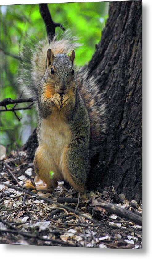 Squirrel Metal Print featuring the photograph Praying Squirrel by Michelle Halsey