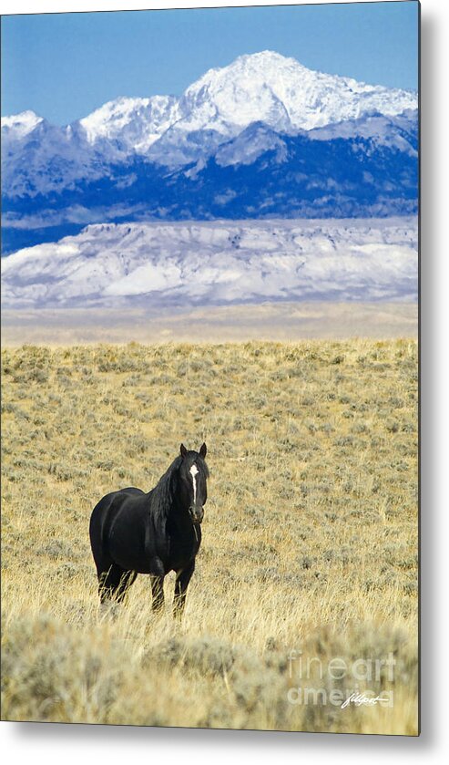 Black Horse In Open Range Metal Print featuring the photograph Standing Horse by Bon and Jim Fillpot