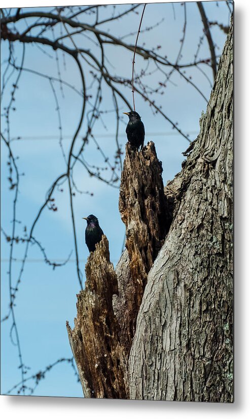 Jan Holden Metal Print featuring the photograph Starlings Times Two by Holden The Moment