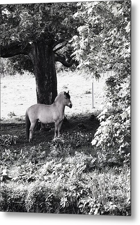 Horse Metal Print featuring the photograph Still by HweeYen Ong