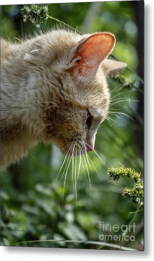 Animal Metal Print featuring the photograph Stop and Smell The Flowers 9433a by Ricardos Creations