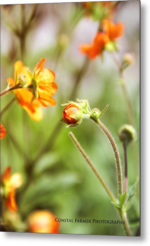 Flowers Metal Print featuring the photograph Summer Flare by Becca Wilcox