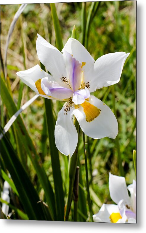 Floral Metal Print featuring the photograph Summer Lily by Tom Potter
