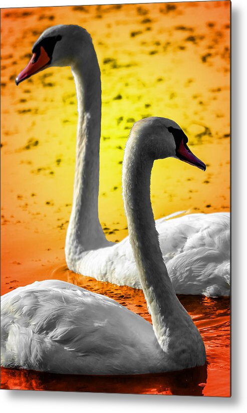  Metal Print featuring the photograph Sunset Swans 2 by Brian Stevens