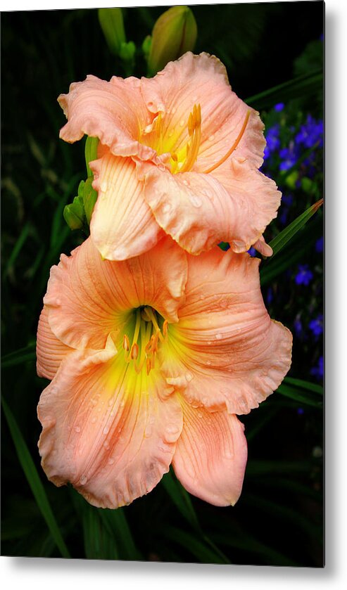 Tiger Lily Metal Print featuring the photograph Sweet Peach by Linda Mishler