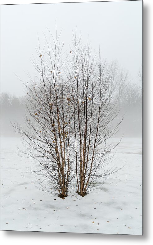 Bare Trees Metal Print featuring the photograph Symmetrees by Mike Evangelist