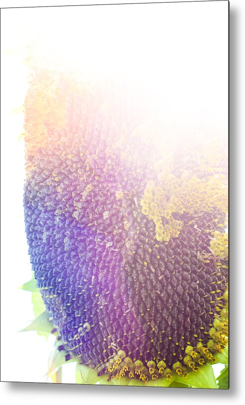 Technicolor Sunflower Metal Print featuring the photograph Technicolor Sunflower by Christi Kraft