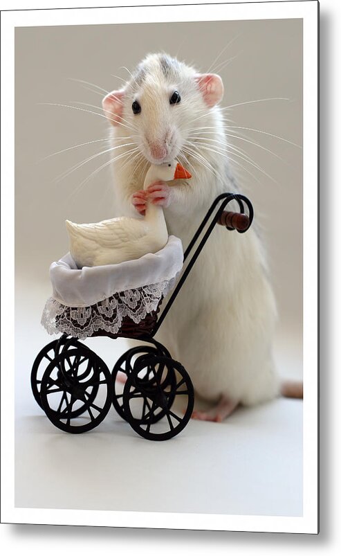 Rat Metal Print featuring the photograph The Babysitter by Ellen Van Deelen