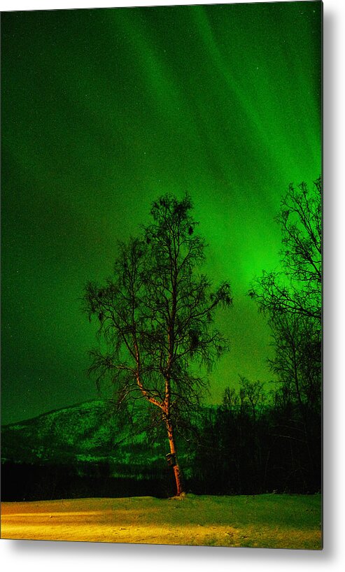 Landscape Metal Print featuring the photograph The Birch and the Arctic Night Sky by Pekka Sammallahti