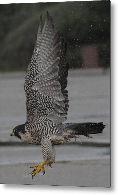 Peregrine Falcon Metal Print featuring the photograph The Peregrine Falcon by Christopher J Kirby