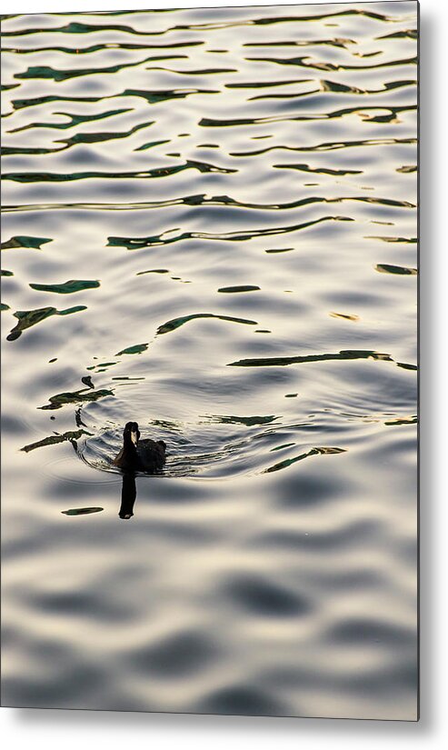 Coot Metal Print featuring the photograph The Simple Life by Alex Lapidus
