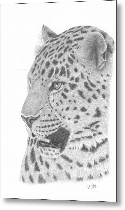 Leopard Metal Print featuring the drawing The Watchful Leopard by Patricia Hiltz