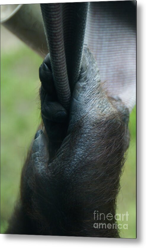 Orangutan Metal Print featuring the photograph They Hang In The Balance - 2 by Linda Shafer