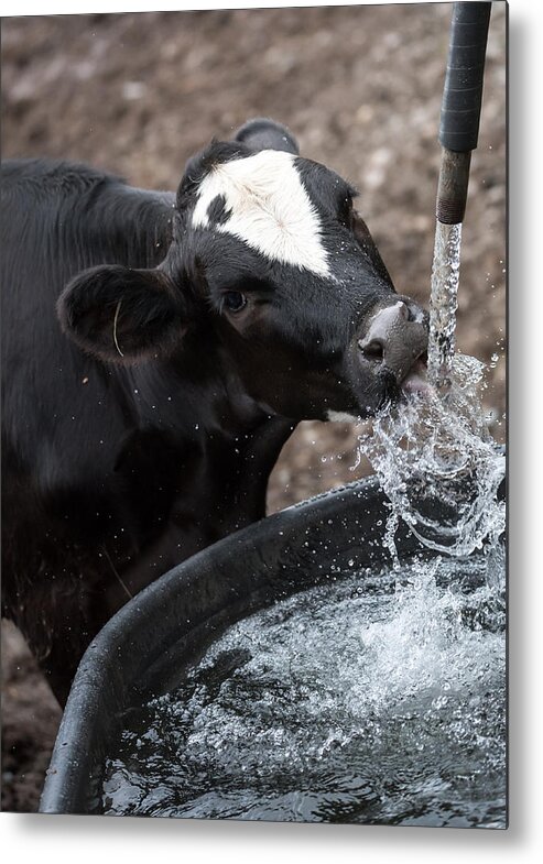 Cow Metal Print featuring the photograph Thirsty Cow by Holden The Moment
