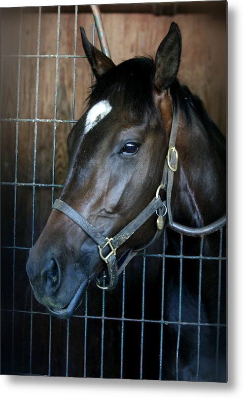 Black Metal Print featuring the photograph Thoroughbred by Cathy Harper