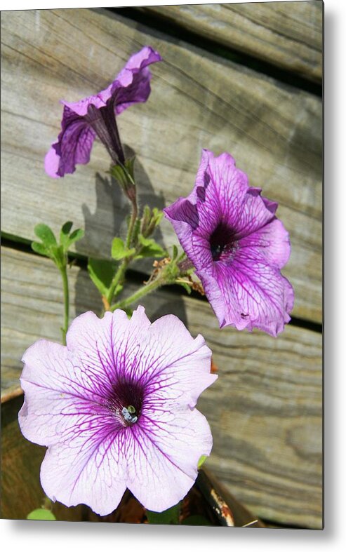 Flower Metal Print featuring the photograph Three for Me by Phil Cappiali Jr