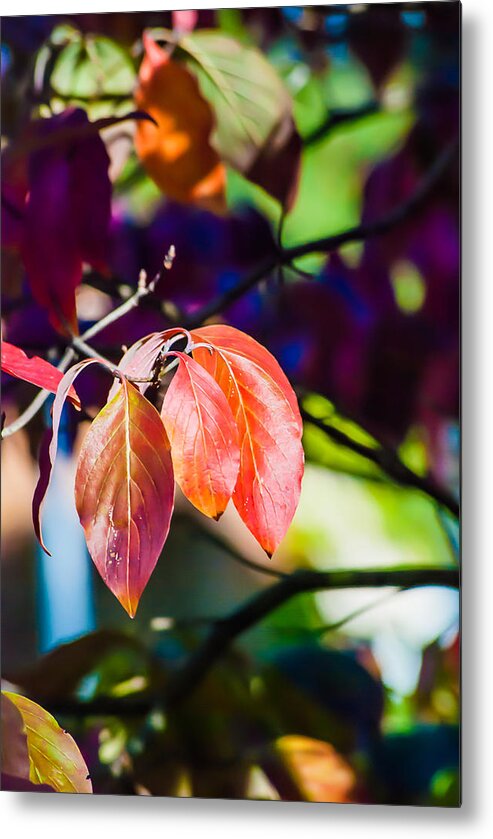 Bloom Metal Print featuring the photograph Three Leaves - 9583 by Gordon Sarti