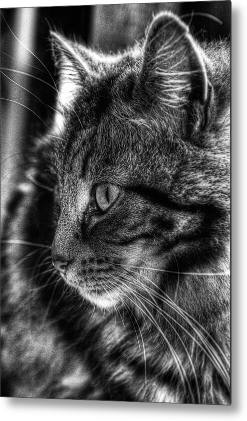 Cat Metal Print featuring the photograph Toots2 by Fraser Davidson