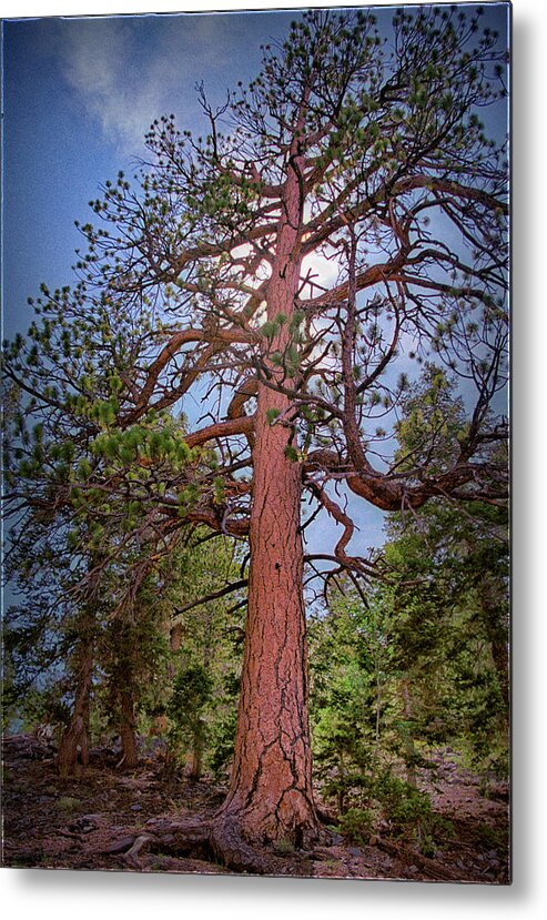 Tree Metal Print featuring the photograph Tree Cali by Paul Vitko